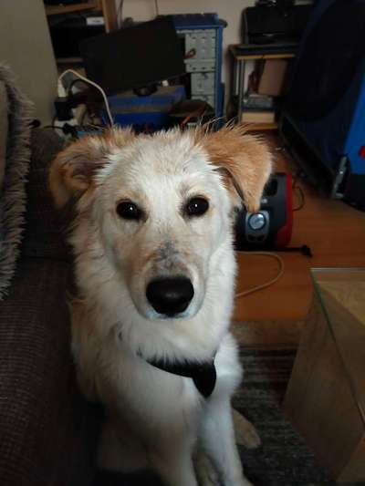 Mein Hund ist Frühaufsteher-Beitrag-Bild