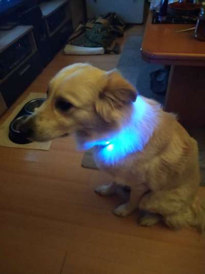 Welches Halsband trägt dein Hund und warum dieses?-Beitrag-Bild