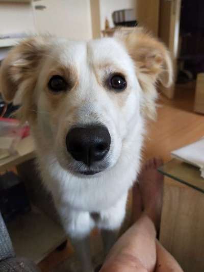 Balljunkie - Apportieren-Beitrag-Bild