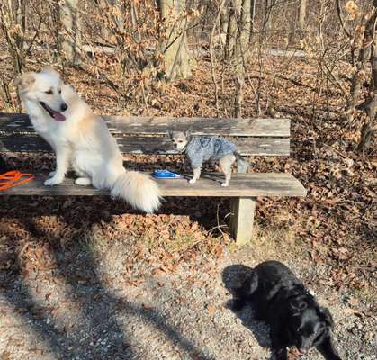 Selbsthilfe für sensible Hundehalter*Innen-Beitrag-Bild