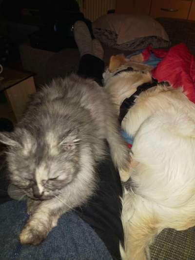 Katze und Hund-Beitrag-Bild