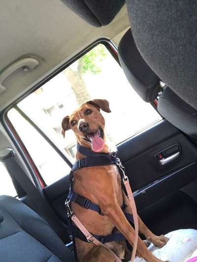 Podencomischling oder Podenco-Beitrag-Bild