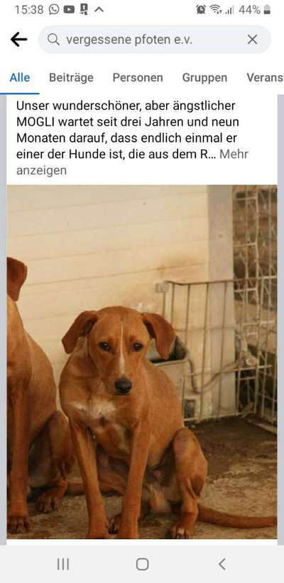 Wo sind die Pflegestellen?-Beitrag-Bild