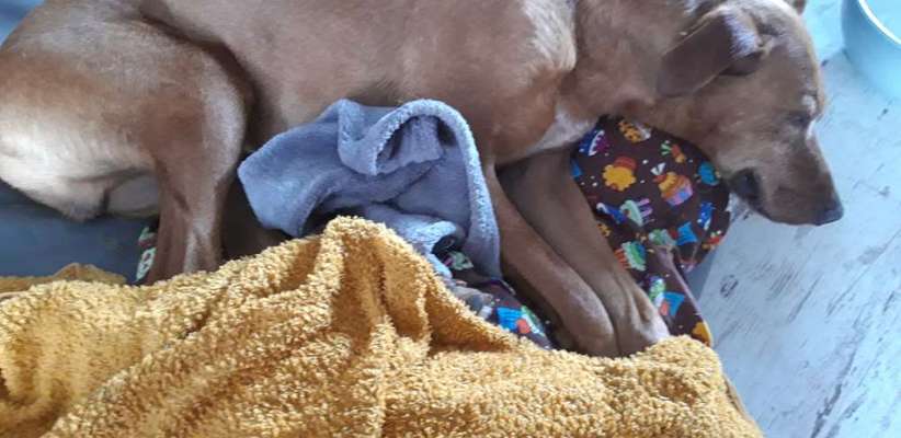 Podencomischling oder Podenco-Beitrag-Bild