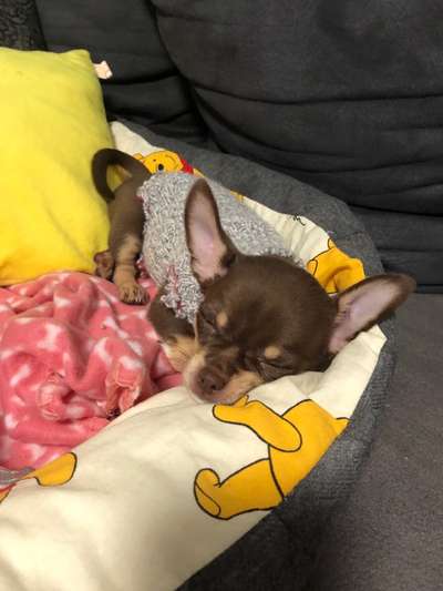 Wo sind die Chihuahua Besitzer ?-Beitrag-Bild