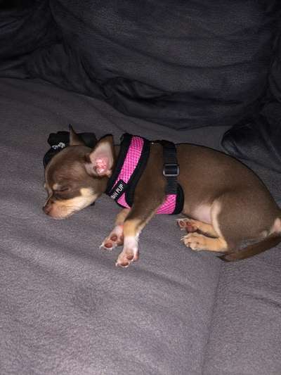 Wo sind die Chihuahua Besitzer ?-Beitrag-Bild