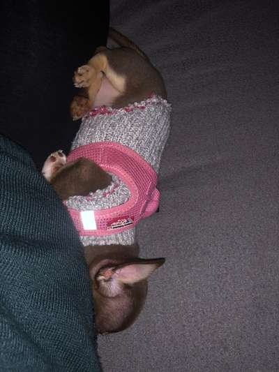 Wo sind die Chihuahua Besitzer ?-Beitrag-Bild