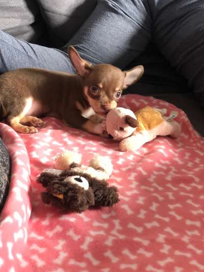 Wo sind die Chihuahua Besitzer ?-Beitrag-Bild