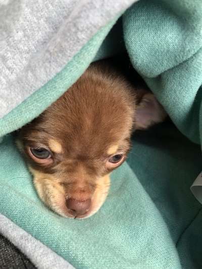 Wo sind die Chihuahua Besitzer ?-Beitrag-Bild