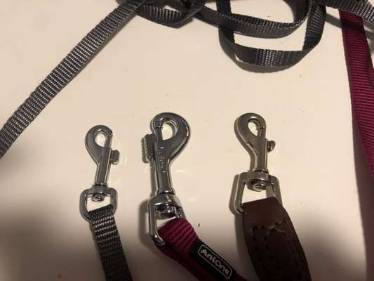 Wo sind die Chihuahua Besitzer ?-Beitrag-Bild