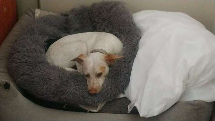 Hund aus dem Spanischen Tierschutz-Beitrag-Bild