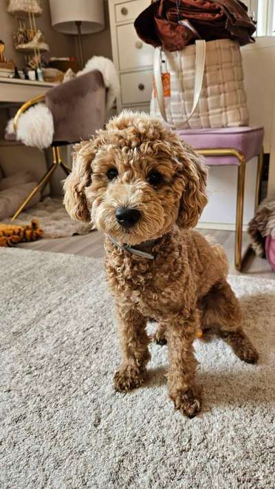 Hundetreffen-Scooby sucht Spielgefährten-Bild