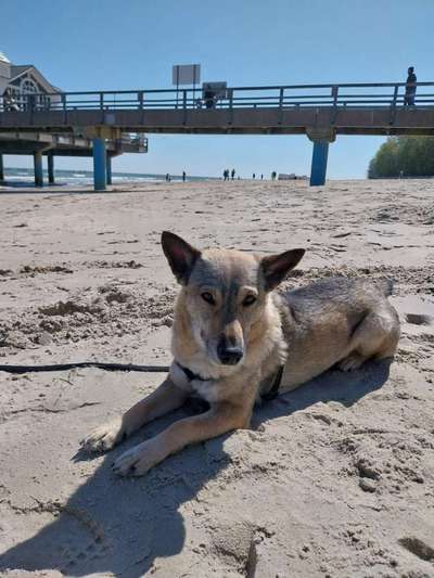 Mischlinge raten - Rätselspaß-Beitrag-Bild