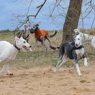 Hundetreffen-Windhundspaziergang in Bamberg-Bild