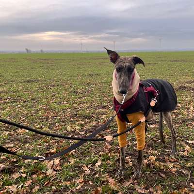 Hundetreffen-Galgo/Greyhound/Sighthound Walks-Bild