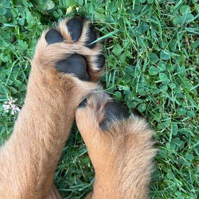 Hundetreffen-Welpentreffen-Bild