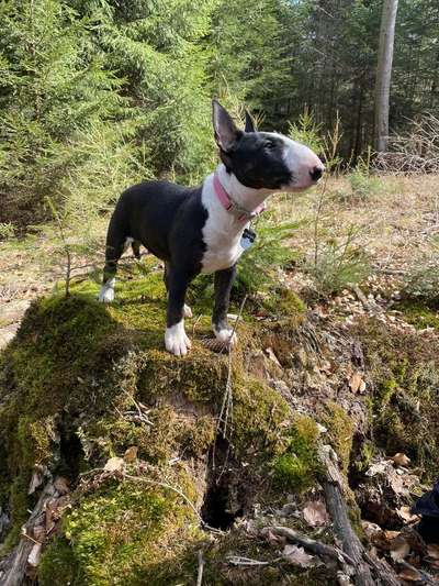 Miniatur Bull Terrier-Beitrag-Bild