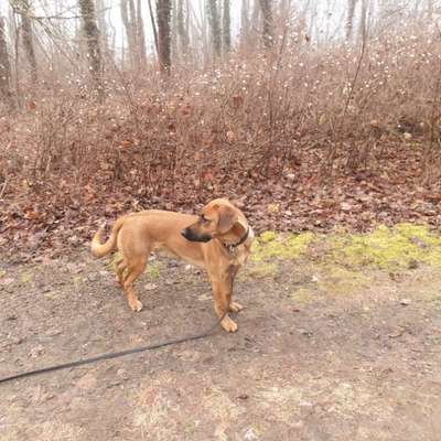 Hundetreffen-In Aschersleben und Umgebung-Bild