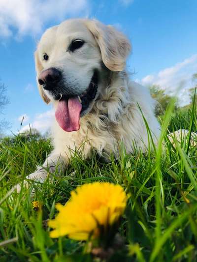 Wo sind die Golden Retriever Liebhaber?-Beitrag-Bild