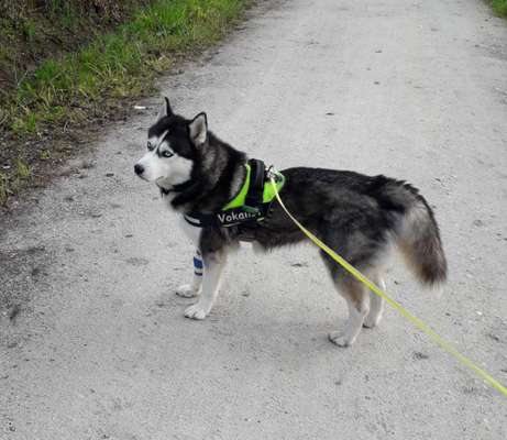 Husky-Beitrag-Bild