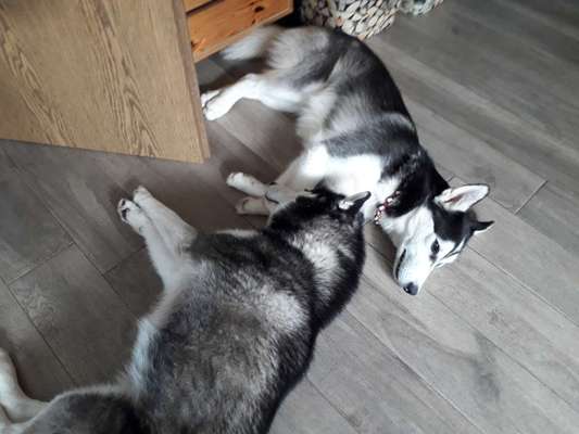 Husky-Beitrag-Bild