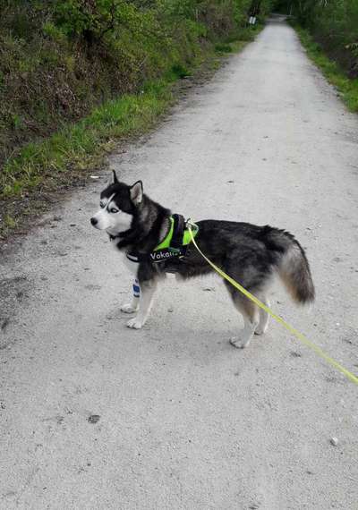 Husky-Beitrag-Bild