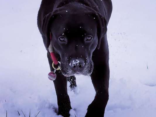 Foto's und Hundemodels-Beitrag-Bild