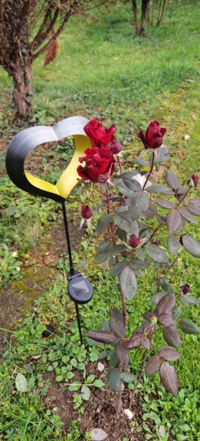 Unsere Fellnasen im Regenbogenland-Beitrag-Bild