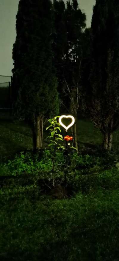 Unsere Fellnasen im Regenbogenland-Beitrag-Bild