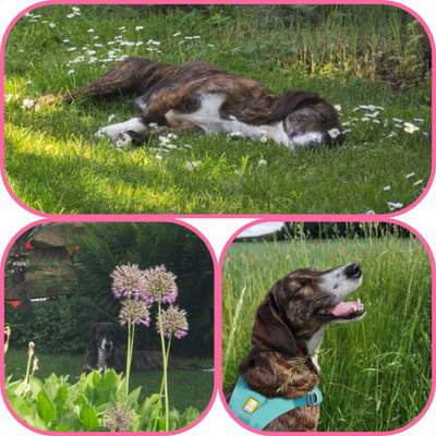 27. Collagen Challenge - Dein Hund mit Blume(n)-Beitrag-Bild