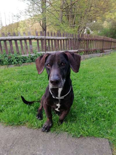 Unsere Fellnasen im Regenbogenland-Beitrag-Bild