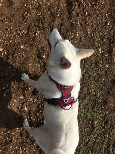 TierschutzhundeStammtisch🐕-Beitrag-Bild