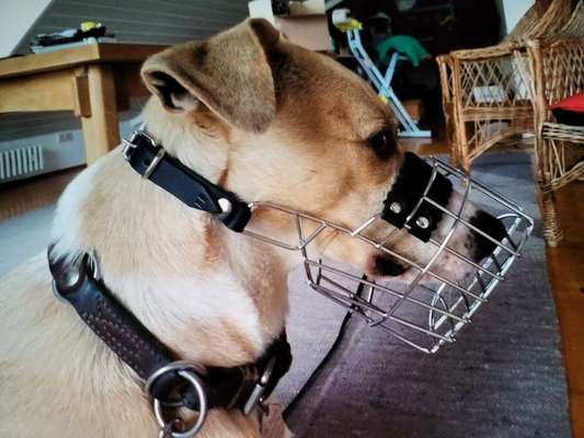 Wie sitzt mein Maulkorb / Maulkorb-Beratung-Beitrag-Bild