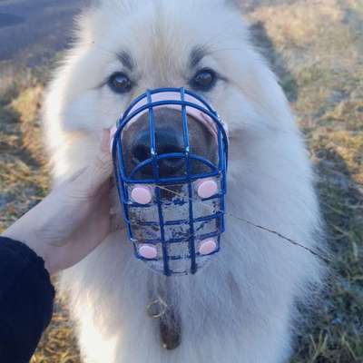 Fancy Maulkörbe-Beitrag-Bild