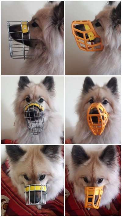 Wie sitzt mein Maulkorb / Maulkorb-Beratung-Beitrag-Bild