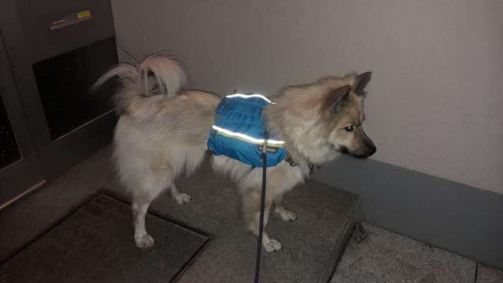 Rucksack für den Hund-Beitrag-Bild