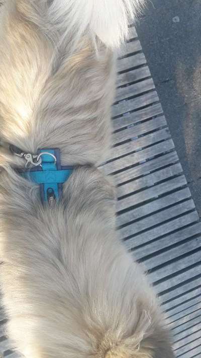 Wie sitzt mein Geschirr?-Beitrag-Bild