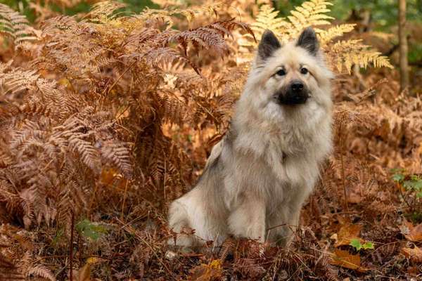 Eurasier hier?-Beitrag-Bild