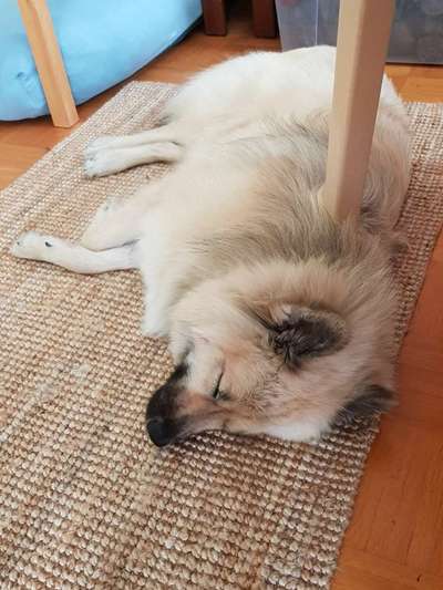 Zeigt mir die lustigsten Schlafpositionen eurer Fellnasen-Beitrag-Bild