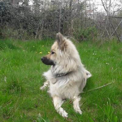 Umfrage zur relativen Schnauzenlänge-Beitrag-Bild