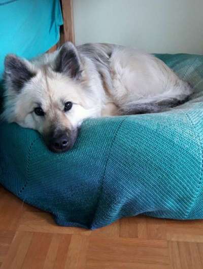 Eurasier hier?-Beitrag-Bild