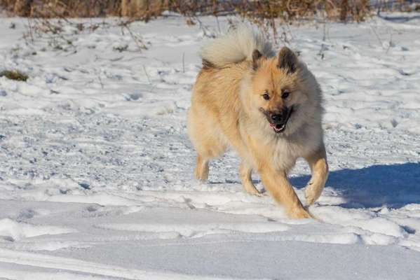 Zeigt mal die schönsten Bilder von euren Hunden !-Beitrag-Bild