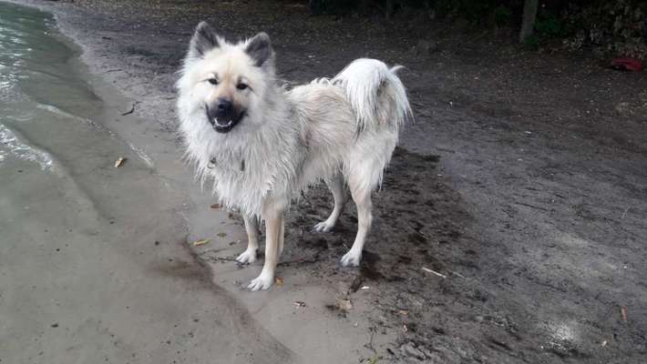 Eurasier hier?-Beitrag-Bild