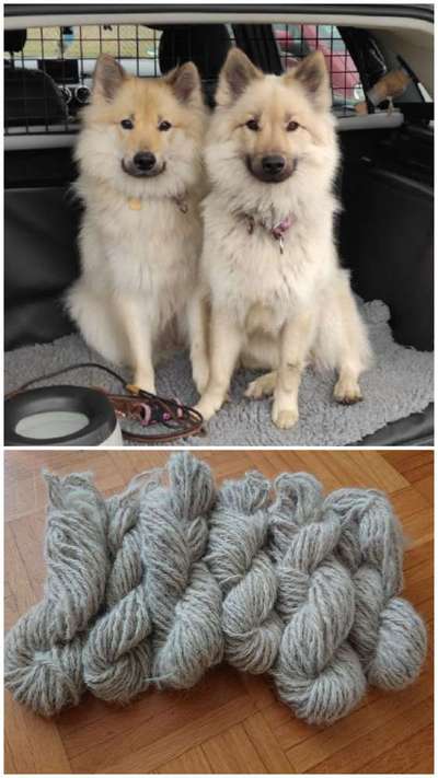 Ressource Hundewolle-Beitrag-Bild