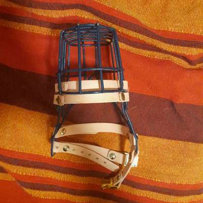 Wie sitzt mein Maulkorb / Maulkorb-Beratung-Beitrag-Bild