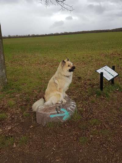 Rassenspezifische Farbbezeichnungen.... was ist euer Hund ? -)-Beitrag-Bild