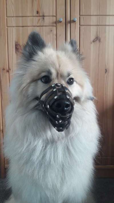 Wie sitzt mein Maulkorb / Maulkorb-Beratung-Beitrag-Bild