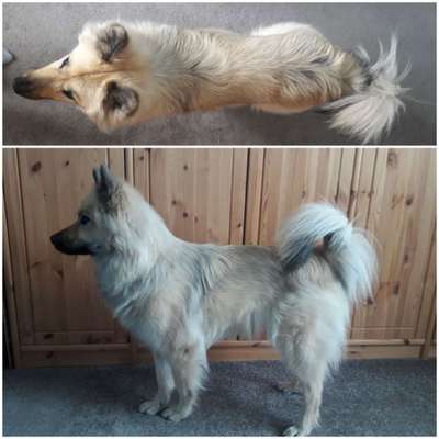 Eurasier hier?-Beitrag-Bild