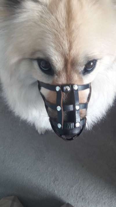 Wie sitzt mein Maulkorb / Maulkorb-Beratung-Beitrag-Bild