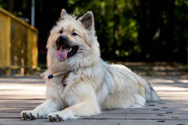 Fotochallenge Nr. 59 - Mein Hund zeigt die Zunge-Beitrag-Bild